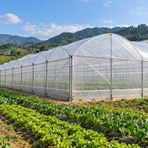 Màng nhà kính phủ trên khung vòm khu trồng rau