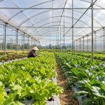 Màng phủ nông nghiệp khổ lớn: chọn khổ cuộn và trải đúng cách