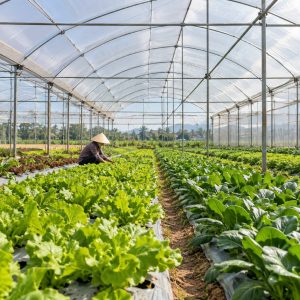 Màng phủ nông nghiệp khổ lớn trải liền trên khu luống trồng rau