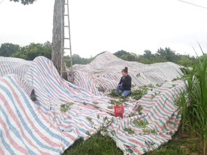 Bạt nhựa sọc 3 màu che công trình
