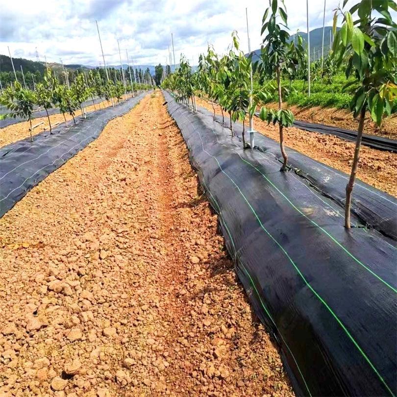 Bạt phủ đất chống cỏ và xói mòn đất đa dụng  