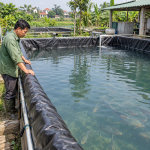 Bể bạt nuôi cá Hà Nội: Cách chọn, bố trí và chuẩn bị lắp đặt