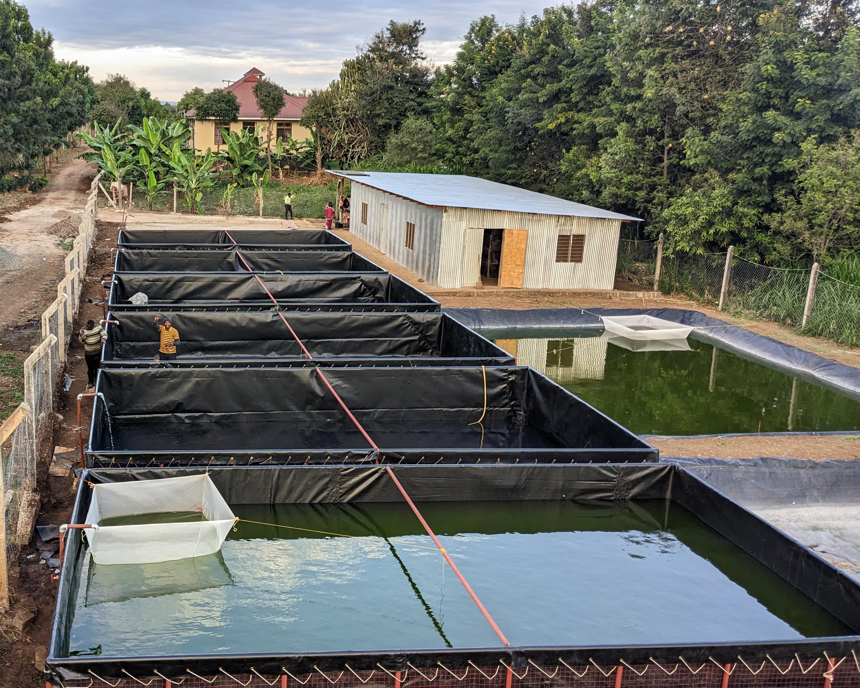 Bể bạt nuôi cá sử dụng màng HDPE