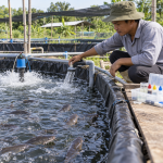 Kỹ thuật nuôi cá trê trong bể lót bạt: Mật độ và quản lý