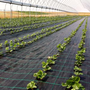 Lưới phủ chống cỏ trong khu vực trồng cây nông nghiệp