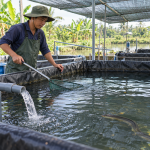 Nuôi cá chình trong bể lót bạt: chuẩn bị và quản lý