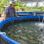 Kỹ thuật nuôi cá rô đầu nhím trong bể bạt: chuẩn bị và chăm sóc
