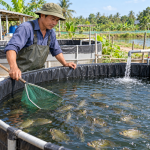 Nuôi cá rô đầu vuông trong bể lót bạt: hướng dẫn kỹ thuật